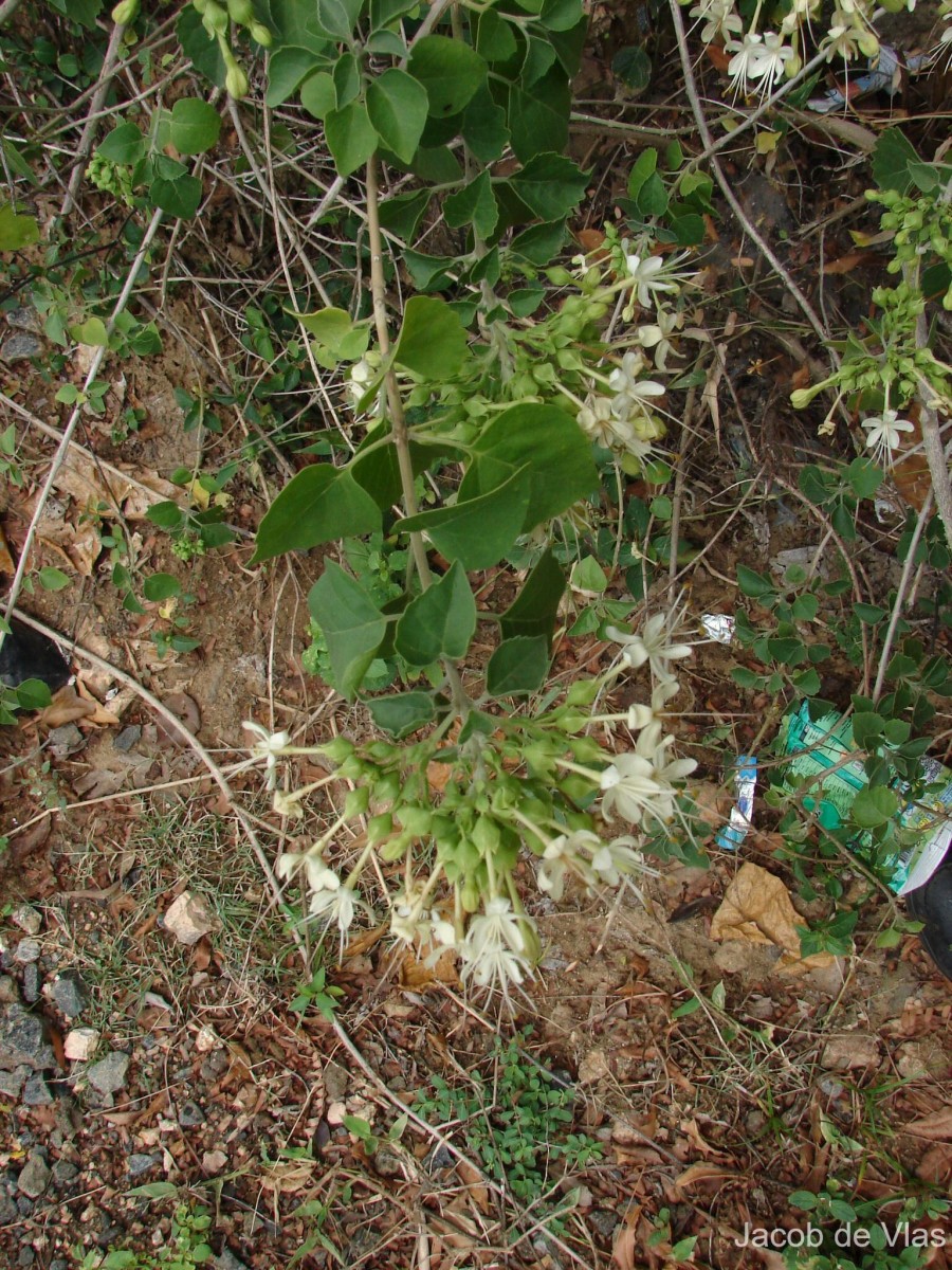 Clerodendrum phlomidis L.f.